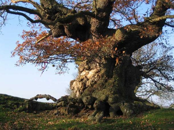Ancient Oak Tree, Fowlet Farm, Hollybush.