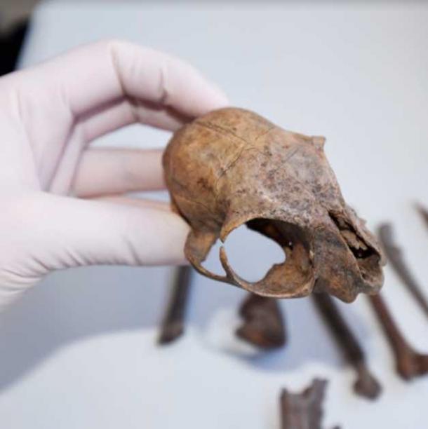 Ancient cat skull from Grudziadz, Poland. (MT Crajcarz / Antiquity Publications Ltd)