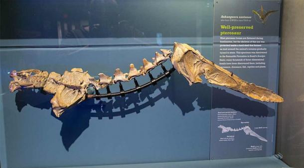 Los cuellos de los pterosaurios de Anhanguera eran más largos que el torso, como muestra muy claramente esta reconstrucción de una exhibición de museo. Y este tipo de pterosaurio comía estrictamente pescado y mariscos (Tim Evanson/CC BY-SA 2.0).