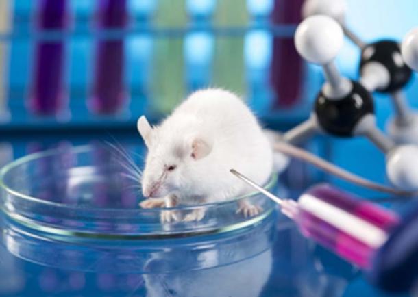 Animal testing – the precursor to animal-human hybrids? (JacobST / Adobe Stock)