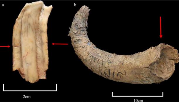Animal remains discovered at the Saudi Arabian mustatil. (Kennedy et al. - PLOS ONE / CC-BY 4.0)