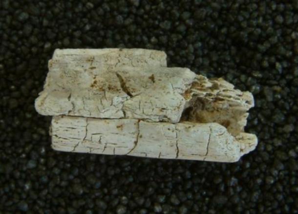 Another shot of the human remains unearthed at the site. (Durham University)