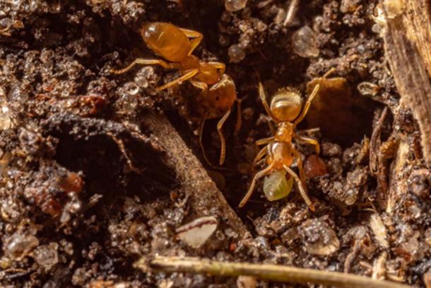 Ants are known for being very cooperative and creating complex societies capable of war, agriculture, and constructing immense structures that make up their nests. (CC0)