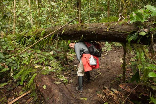 April Holloway in the Amazon jungle. It is so dense that finding specific plants can be difficult. Planting medicinal forests will make the remedies much more accessible. Credit: Ioannis Syrigos