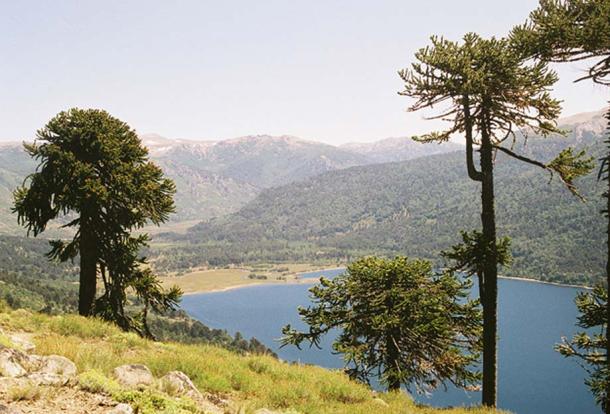 Araucaria araucana trees in Parque Nacional Lanin, Argentina. (Public Domain)