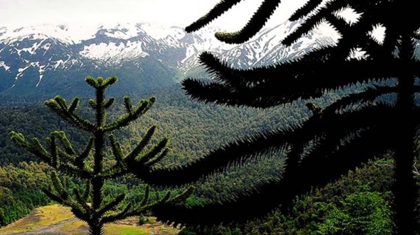 Araucaria branches. Conguillío National Park, Araucanía, Chile. (CC BY-SA 4.0)