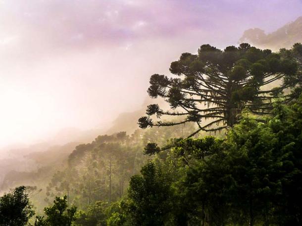 Araucarias involved in the fog, Brazil. (CC BY-SA 3.0)