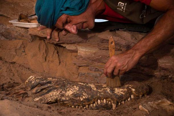 Archaeologist Vicente Barba Colmenero excavating the skull of one of the mummified crocodiles from the tomb at Qubbat al-Hawā. (Patricia Mora Riudavets / Royal Belgian Institute of Natural Sciences)