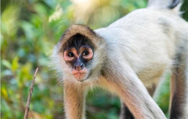 Archaeologists have uncovered evidence that the spider monkey was used as a peace offering by the Maya. (Khanh / Adobe Stock)