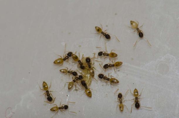 Argentine ants Argentine ants (Linepithema humile). feeding on food scraps. Schamann. Las Palmas de Gran Canaria. Gran Canaria. Canary Islands. Spain. (Víctor /Adobe Stock)
