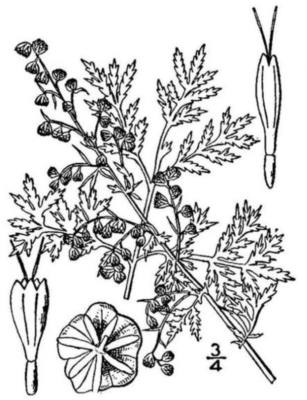 Artemisia annua