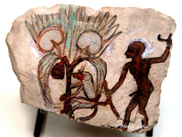 As can be seen in this ostracon from Deir el-Medina, baboons and monkeys were trained to pick fruits and dates. But not all scholars agree with this assessment. Ramesside Period. Musée du Louvre Paris. Exhibition ‘Animals and Pharaohs’, CaixaForum Barcelona.