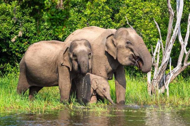 An Asian elephant in Yala National Park, Sri Lanka. This elephant species will be used in a genetic reverse engineering process that will ultimately result in a wooly mammoth hybrid. (mariusltu / Adobe Stock)