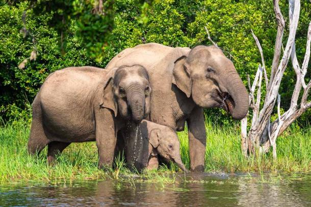 Un elefante asiático en el Parque Nacional de Yala, Sri Lanka. Esta especie de elefante se utilizará en un proceso de ingeniería genética inversa que finalmente dará como resultado un híbrido de mamut lanudo. (Mariusltu / Adobe Stock)