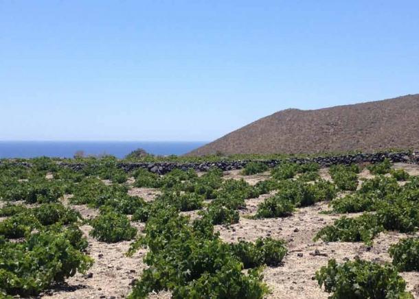 Vides Assyrtiko en Santorini, utilizadas para producir vino de talasita (Jameson Fink / CC BY 2.0)