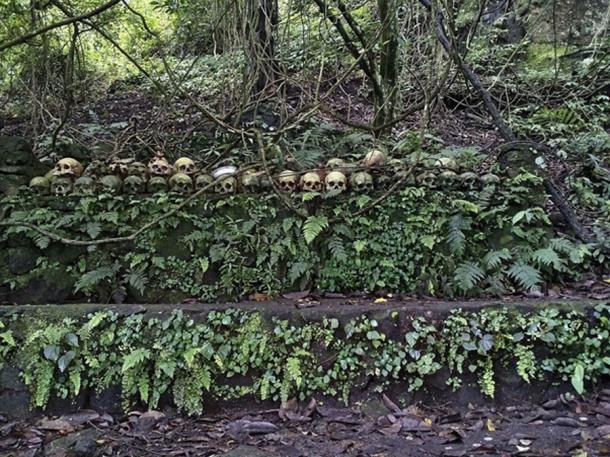 At the cemetery on Skull Island there is a Taru Menyan tree that emits a fragrant smell, so the cemetery does not stink. (Ayrahsha / CC BY-SA 4.0)
