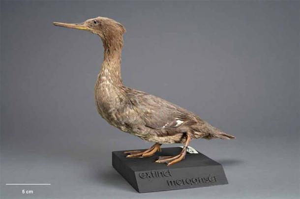 Auckland Island Merganser, Mergus australis, collected June 1902, Auckland Islands, New Zealand. (Te Papa (OR.001357)/The Conversation)