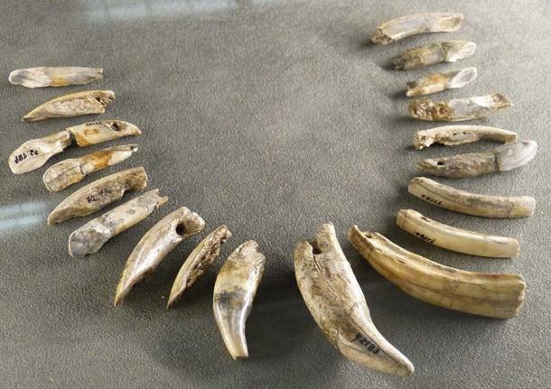 The Aurignacians made items including ivory jewelry, such as this Aurignacian necklace made of teeth of bear, horse, elk, beaver, discovered in Mladec, the Czech Republic. (Wolfgang Sauber / CC BY-SA 4.0)