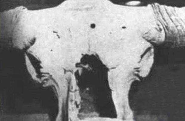 Auroch skull with bullet-like hole in the forehead. (Technology of the Gods: The Incredible Sciences of the Ancients)