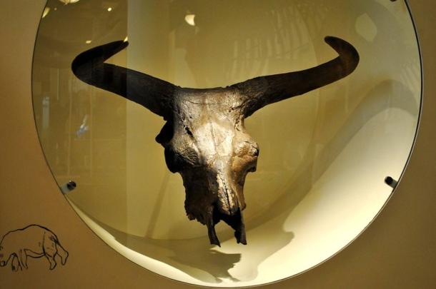 Aurochs skull and horns. The horns of the large beasts were said to be used by Neolithic miners to carve out the Folx-Les Caves in Belgium.