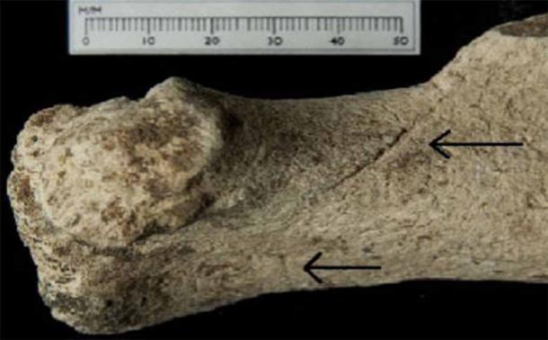Aurochs bone with cut marks provides clues to the Stonehenge landscape before the famed monument existed. (University of Southampton)