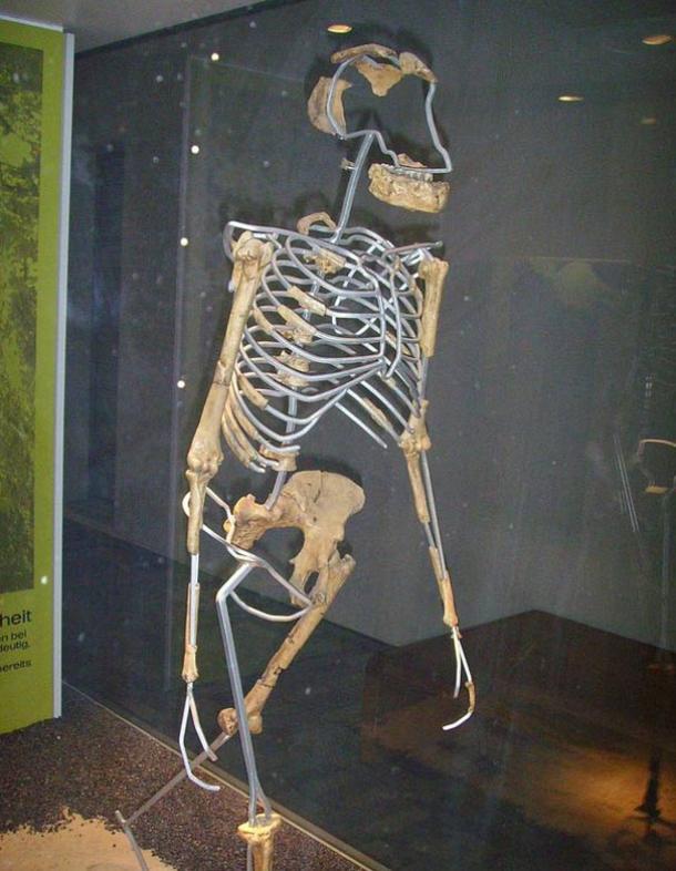 Side view of Australopithecus afarensis (Lucy), replica. 