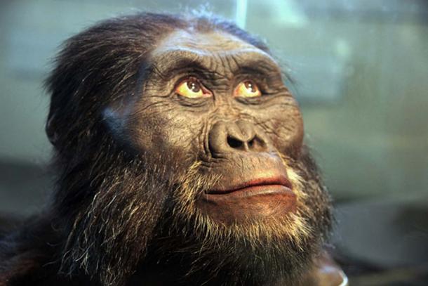 Photo of a head model of an Australopithecus afarensis adult male exhibited in the Smithsonian Museum of Natural History.