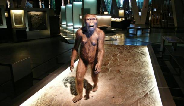 A model of an Australopithecus female