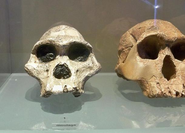 Australopithecus fossils