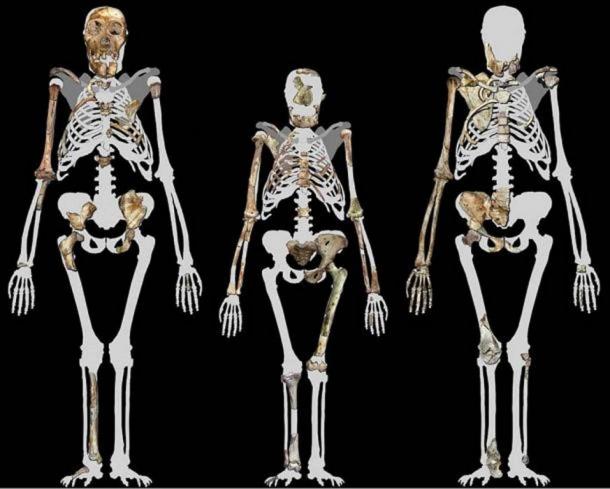 Australopithecus sediba, two fossils of which are shown on the left and right, are thought to have been a transitional species between older Australopithecus, like Lucy in the middle, and later Homo species. Image compiled by Peter Schmid courtesy of Lee R. Berger. (CC BY-SA 3.0 )