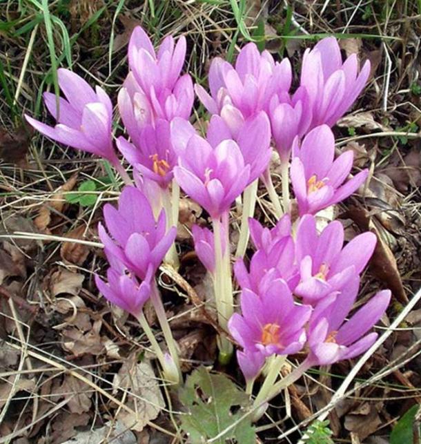 Autumn crocus (Colchicum autumnale) growing at Gföhlberg, Lower Austria.
