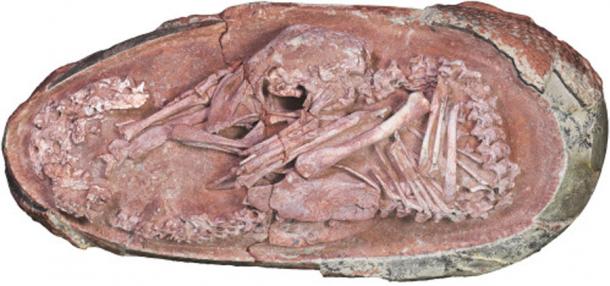 The Baby Yingliang dinosaur embryo used in the latest study to show that dinosaurs first developed feathers and then flight.    Source: iScience