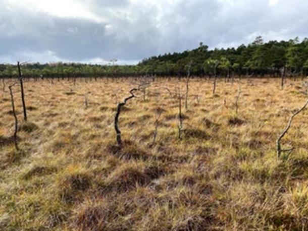 Bagno Kusowo peatland, one of best-preserved Baltic bogs in north Poland, was one of the sites used in the recent Black Death pollen study. (Mariusz Lamentowicz / Max Planck Institute)