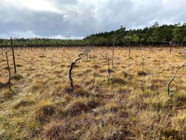 El pantano de Bagno Kusowo, uno de los pantanos bálticos mejor conservados en el norte de Polonia, fue uno de los sitios utilizados en el reciente estudio de polen de la Peste Negra. (Mariusz Lamentowicz / Instituto Max Planck)