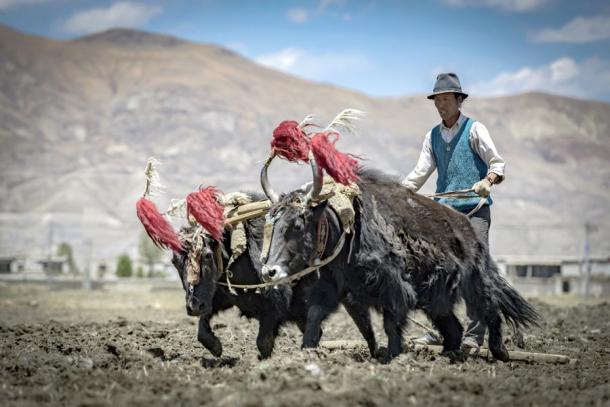 Because of the genes passed on by the Tibetan Plateau Denisovans this Tibetan farmer doesn't experience any feeling of discomfort at high altitudes. (stveak / Adobe Stock)