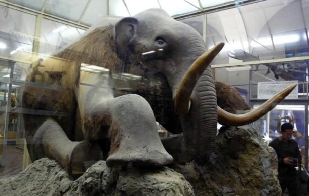 The Beresovka mammoth, except for head, it is an almost wholly preserved, mummified mammoth carcass discovered in Siberia. (Cropbot / CC BY-SA 2.0)