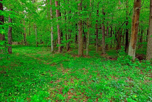 Bosque de Białowieża en Polonia (bennytrapp / Adobe Stock)