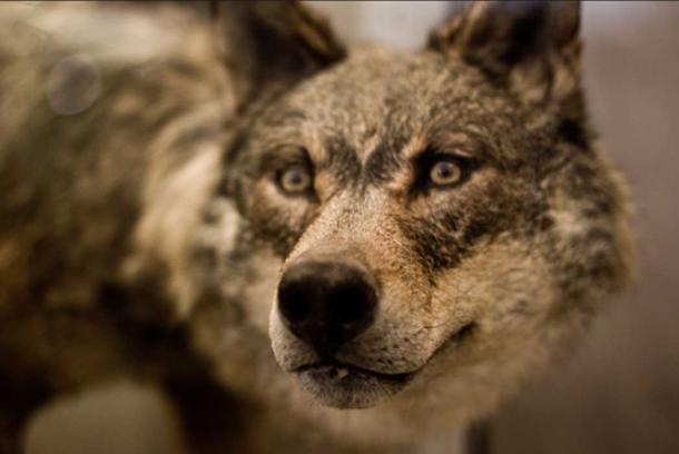 Big Bad Wolf. 