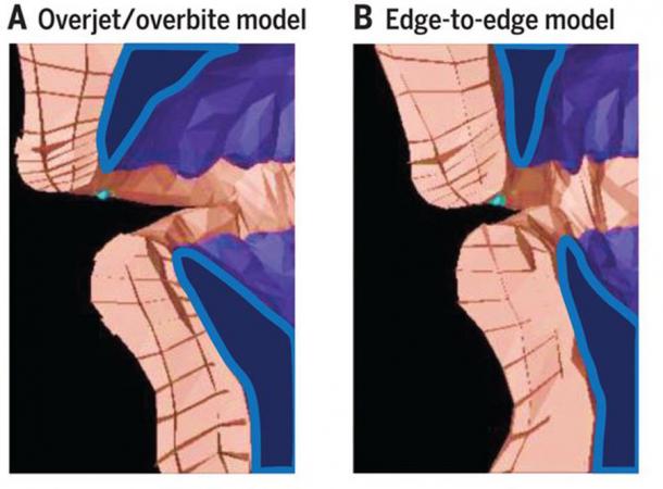 Biomechanical model of producing an f sound with an overbite/overjet (left) vs an edge-to-edge bite which was prevalent before the Neolithic (right). (D. E. Blasi et. al. / Science)