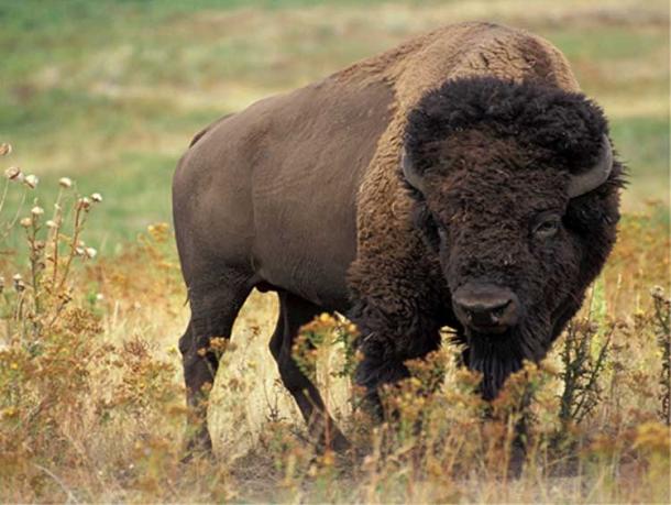 Bison of North America. (Public Domain)