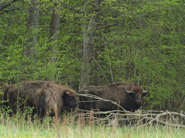 Bison in the Białowieża Forest, Poland. (Frank Vassen / CC BY 2.0)