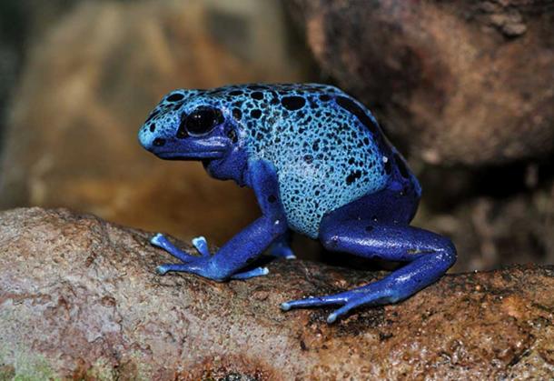 Blue Poison Dart Frog (Dendrobates azureus) in the Frankfurt Zoo, Germany.