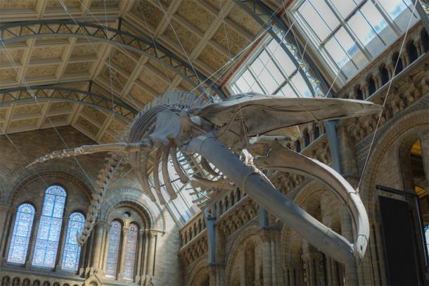 Blue Whale Skeleton hanging From the ceiling of the Natural History Museum in London, which can be seen on the virtual museum tour online. (GioRez / Adobe stock)