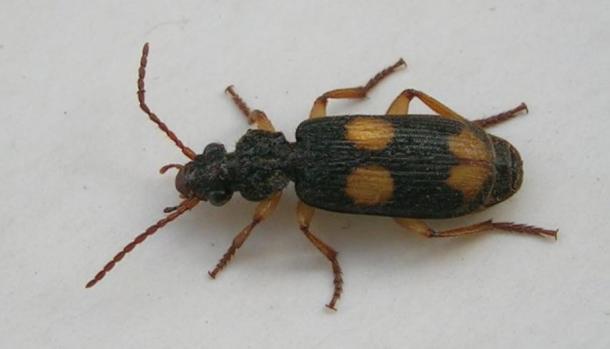Bombardier beetle, India