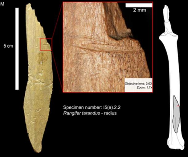 Bone sample from Bluefish cave showing cut marks made by humans.
