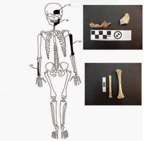 Bones found belonging to newborn infant.