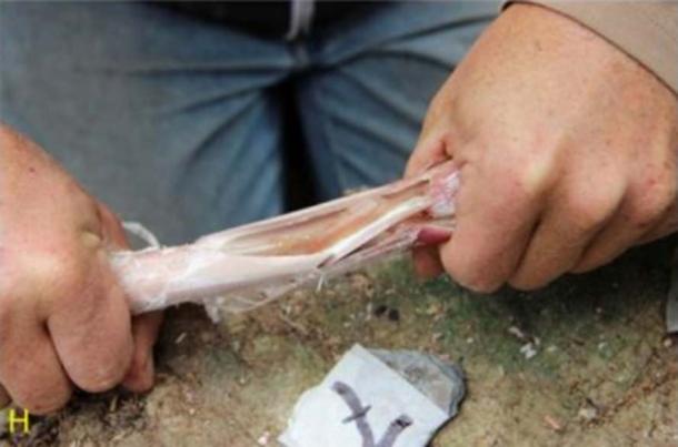 Breaking into the bones to reach the marrow. (Image: Maite Arilla / Science Advances)