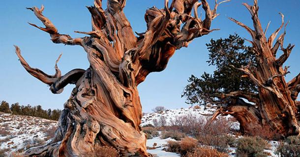Bristlecone Pine Forest of the White Mountains in California. This particular grove of bristlecones are the oldest living things on the planet. (CC BY 2.0)