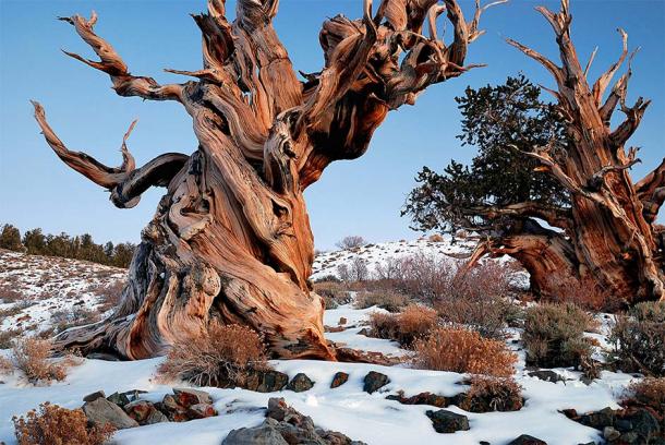 A Bristlecone Pine in the White Mountains of California, home to the oldest living tree in the world. (Rick Goldwaser / CC BY 2.0)