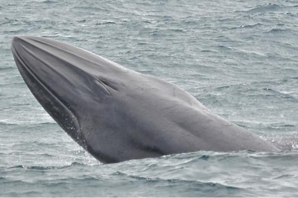 Bryde’s whale breaching the ocean surface off the coast of Brazil. 